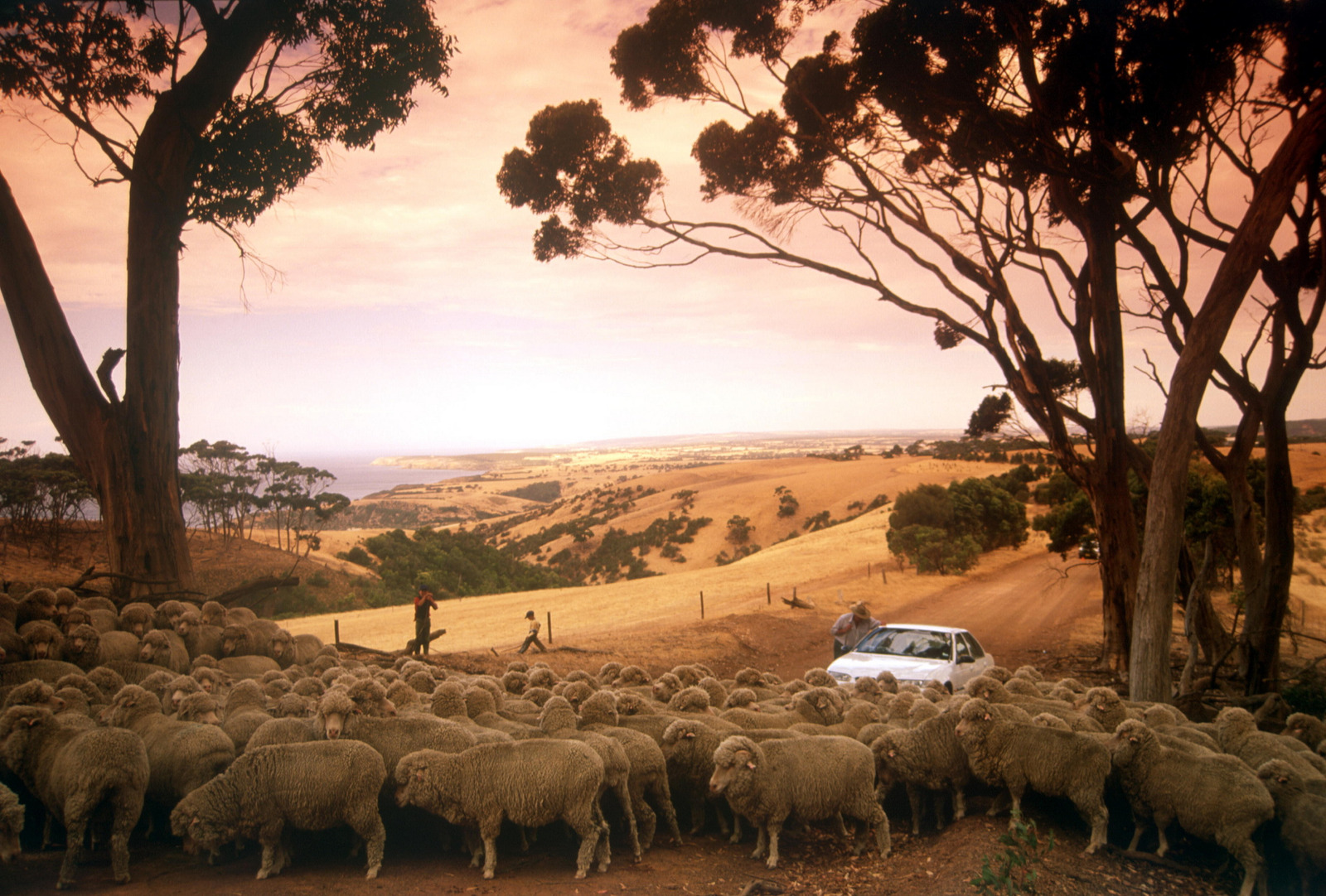 Self Drive, Kangaroo Island