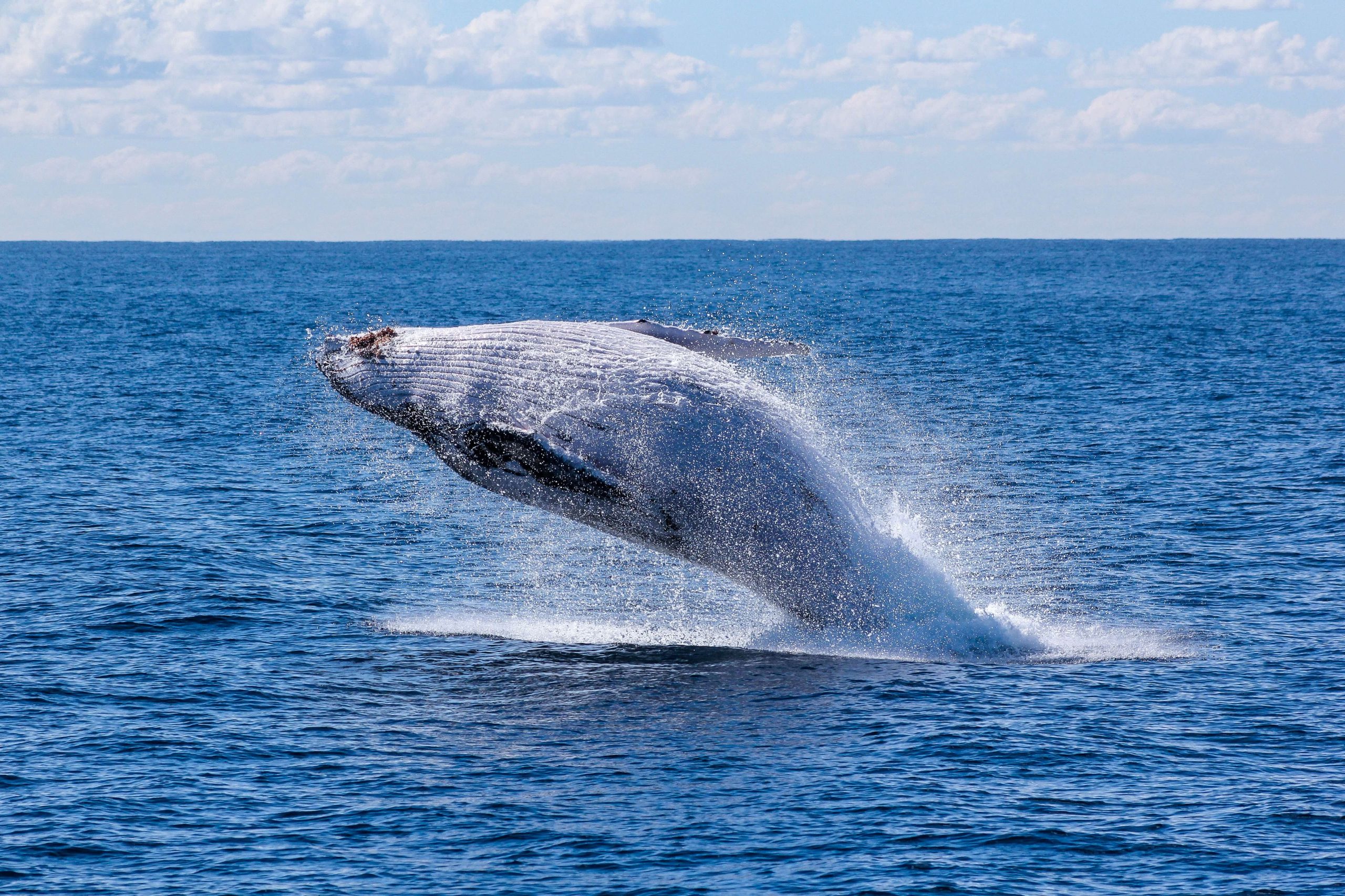 georg-wolf-WAgBaYHRaL4-unsplash(1) Whale