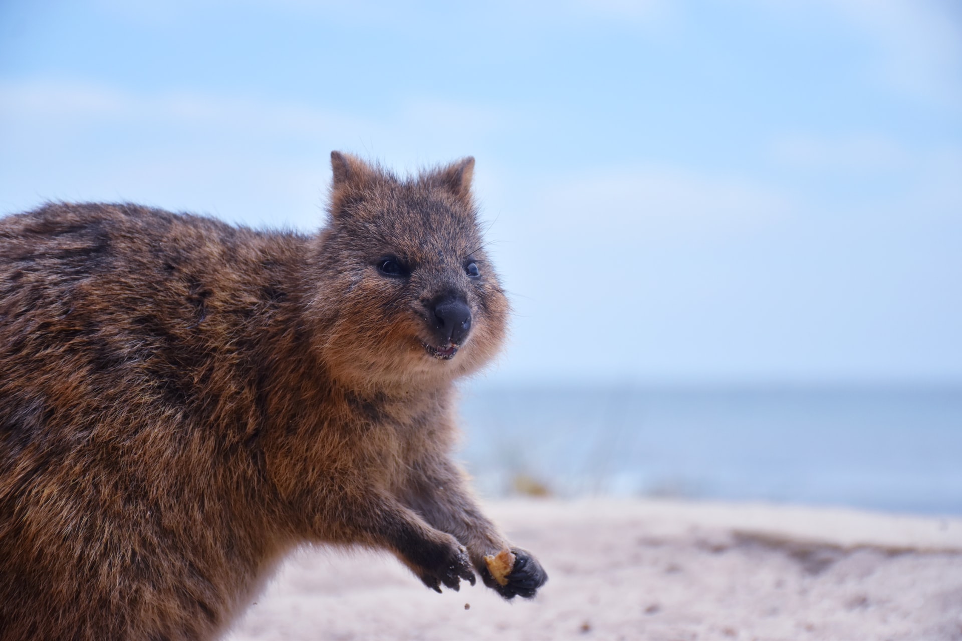 Quokkas in Western Australia