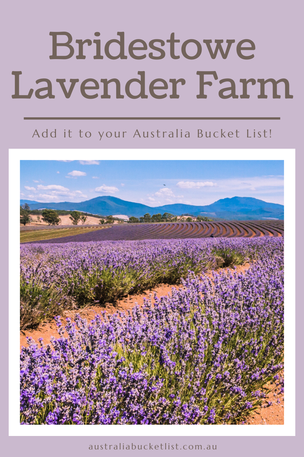 Bridestowe Lavender Farm, Australia