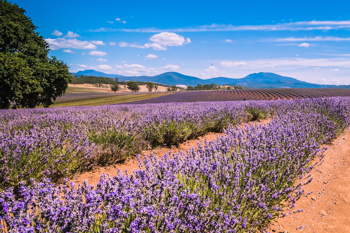 Bridestowe Lavender Farm- Thrifty after 50