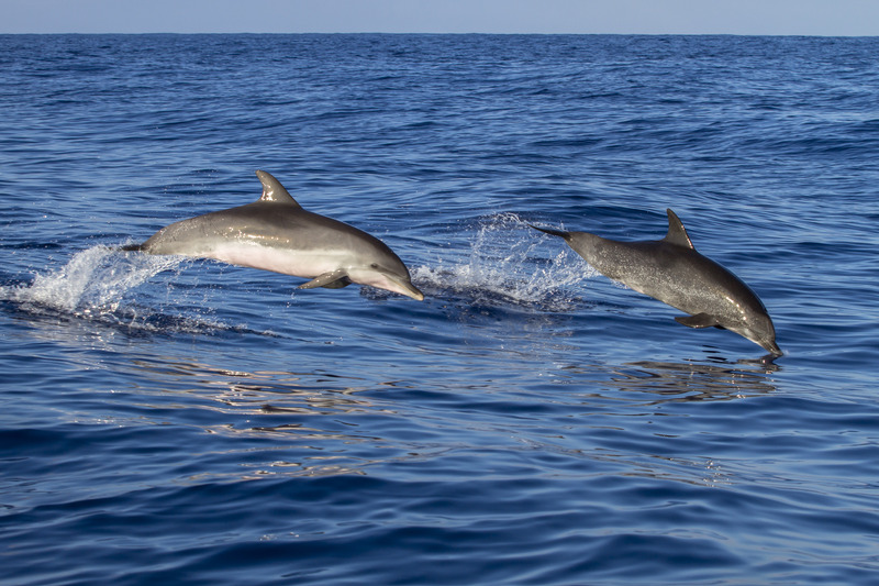 Dolphins Swimming In The Sea