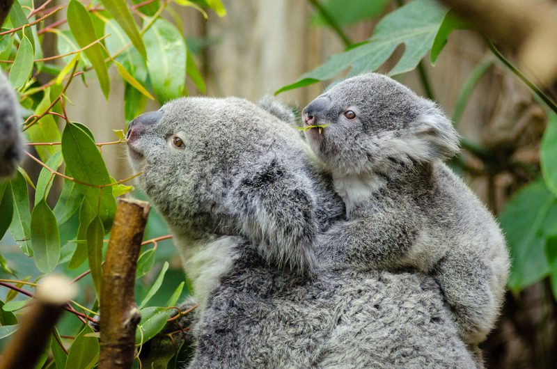 Canva - Koala Bear With Baby on Back Koala with joey – Zoos and Wildlife Parks Australia