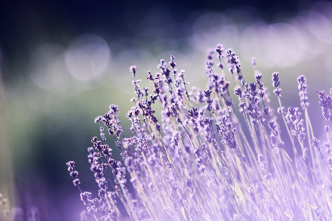 Canva - Shallow Focus Photography of Lavenders Fields of Lavender