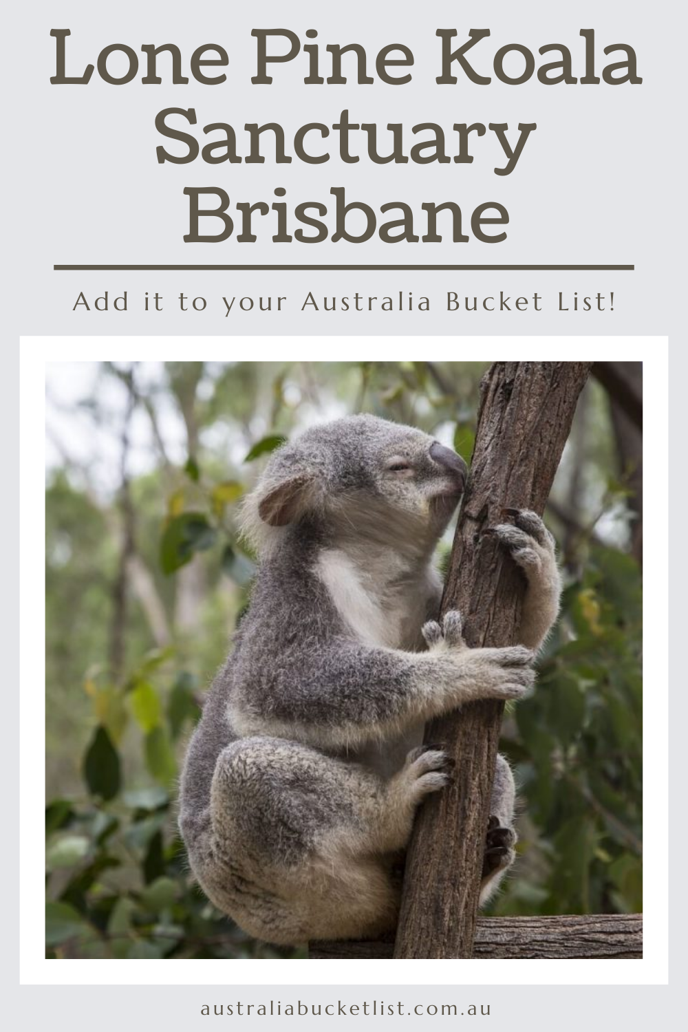 Lone Pine Koala Sanctuary Brisbane - Australia Bucket List