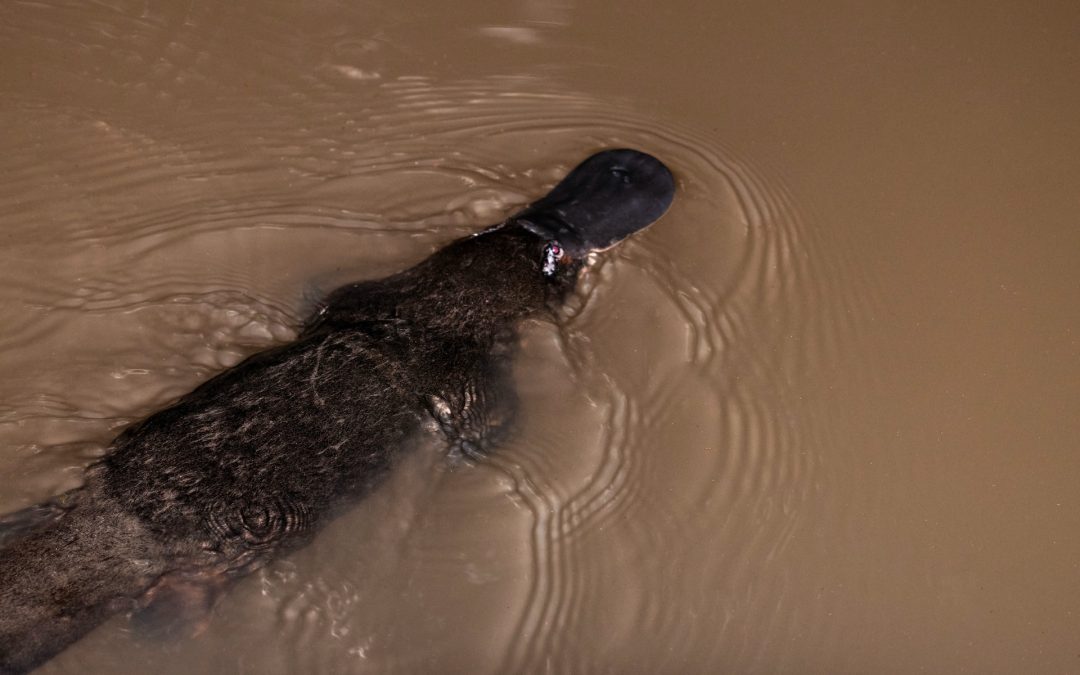 See platypus in the wild at Yungaburra