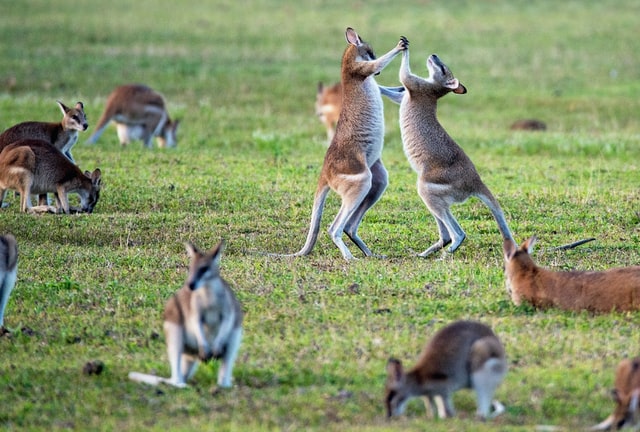 See kangaroos in the wild
