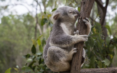 Lone Pine Koala Sanctuary Brisbane