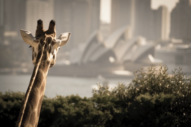Giraffe at Taronga Zoo