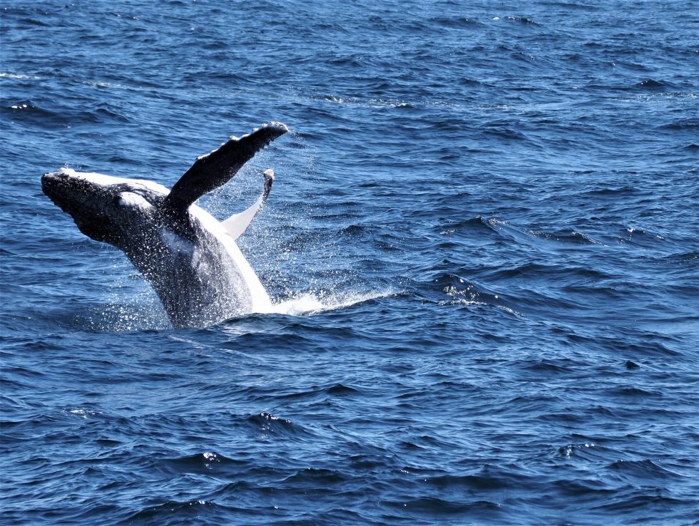 Australian Marine Animals Australia Bucket List