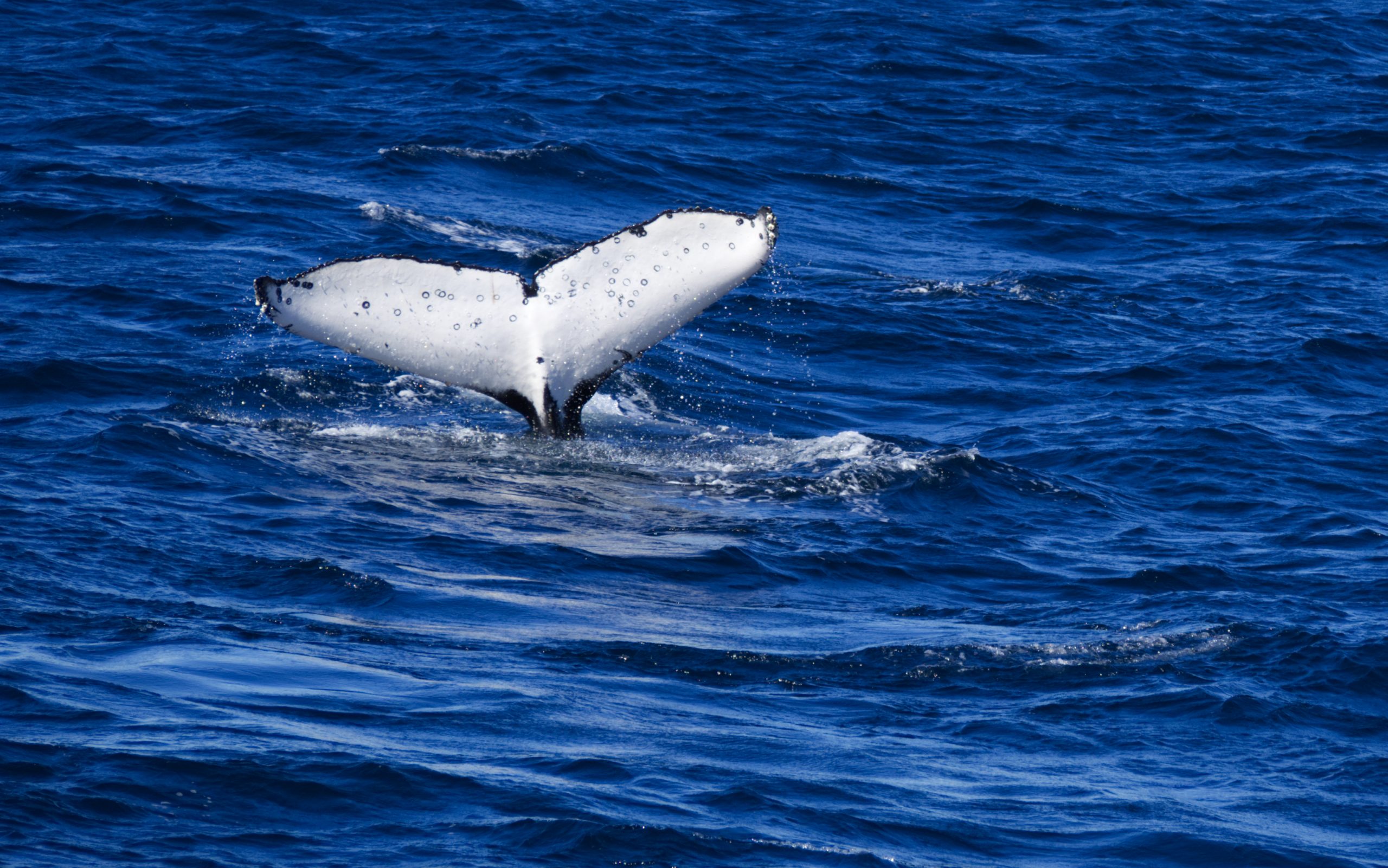 Whale watching in Sydney - Tail Dive