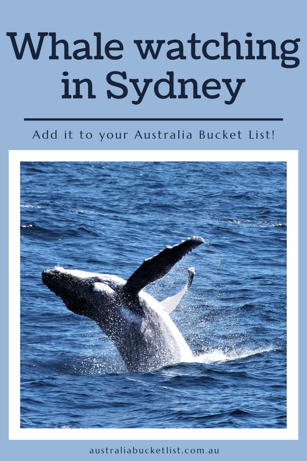 Whale watching in Sydney - Australia Bucket List