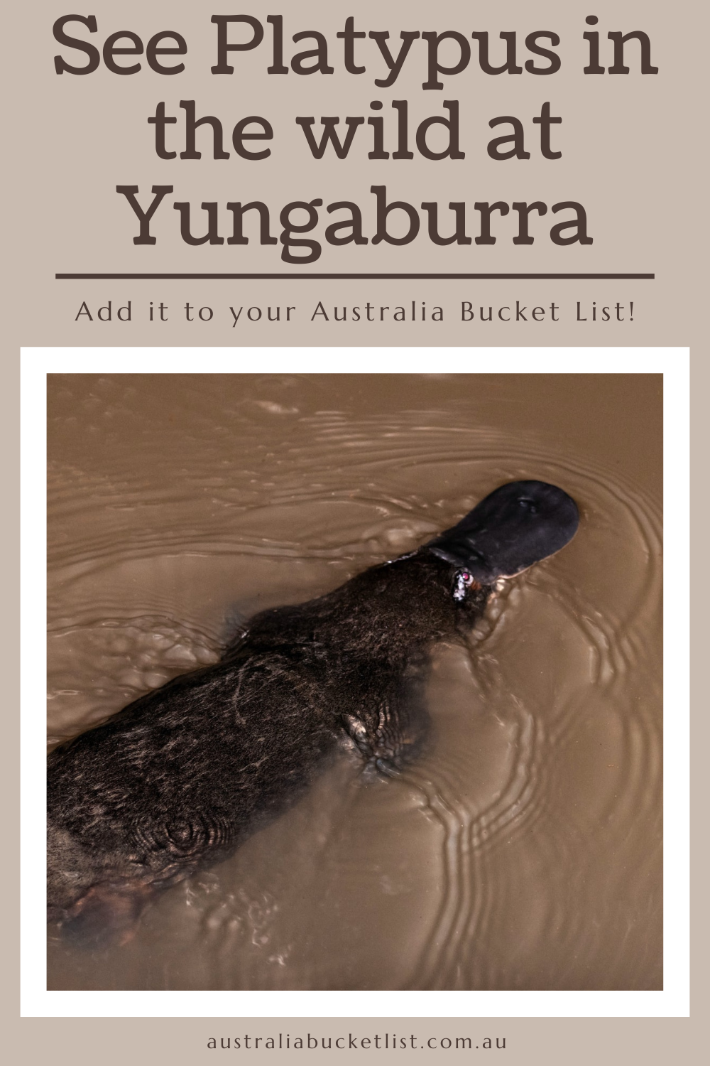 See platypus in the wild at Yungaburra