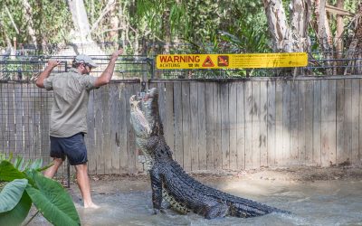 Get Up Close with the Crocs at Hartley’s Crocodile Adventures