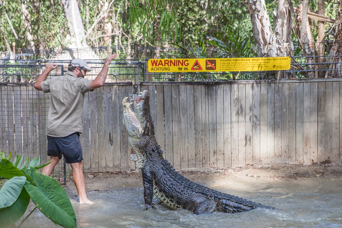 Hartleys Crocodile Farm - Thrifty After 50-4 Crocodile Farm Cairns
