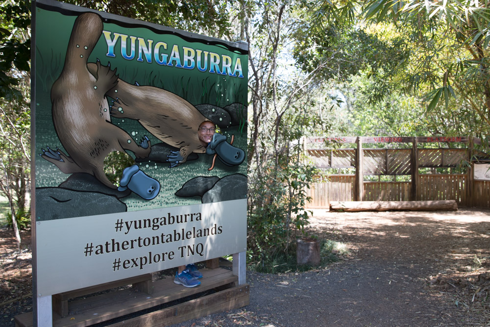 See platypus in the wild at Yungaburra Australia Bucket List