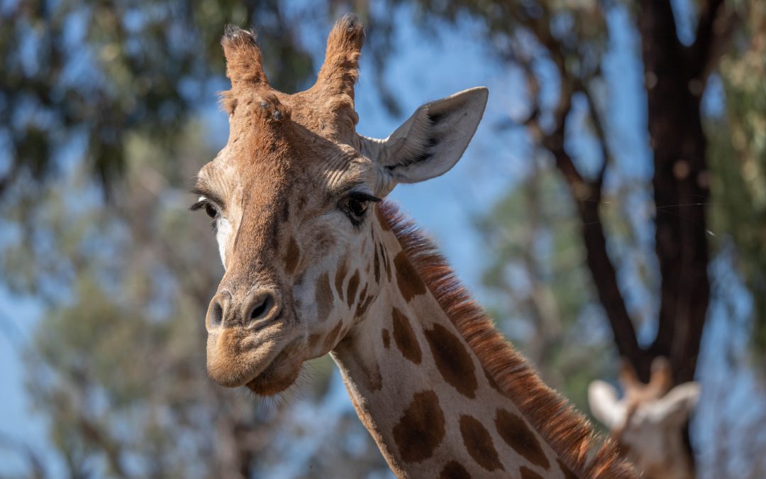 Visit Taronga Dubbo Zoo, NSW