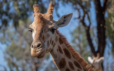 Visit Taronga Dubbo Zoo, NSW