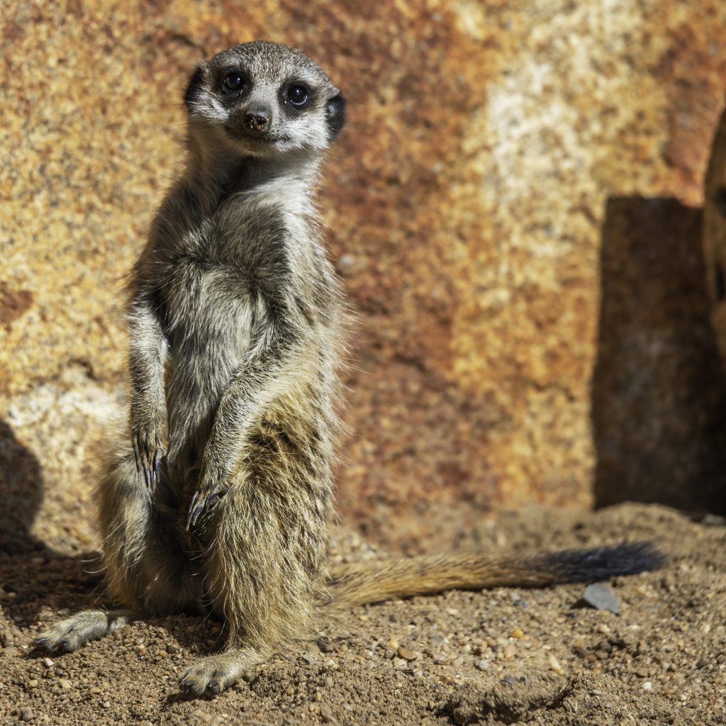 Meerkat - square Visit Taronga Dubbo Zoo NSW