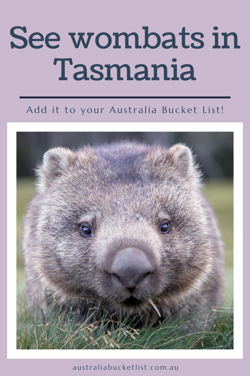 See wombats in Tasmania Pin