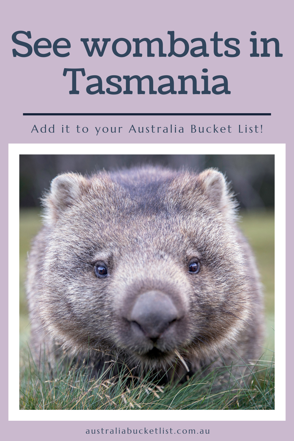 https://australiabucketlist.com.au/wp-content/uploads/2021/04/See-wombats-in-Tasmania-Pin.png