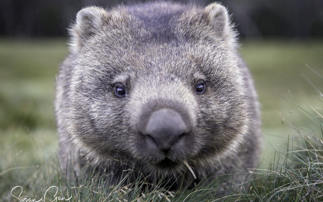 See wombats in Tasmania at Ronny Creek, Cradle Mountain