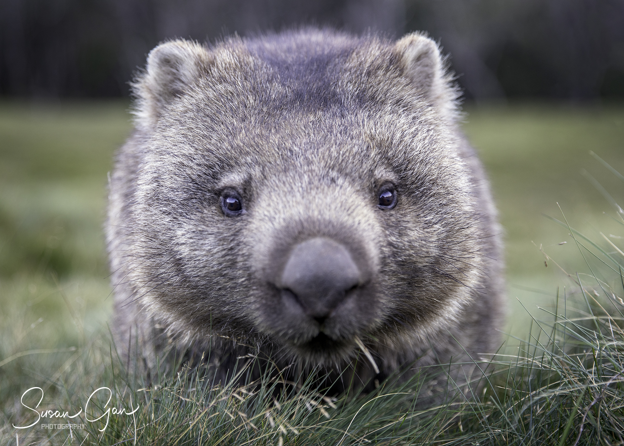See wombats in Tasmania at Ronny Creek, Cradle Mountain