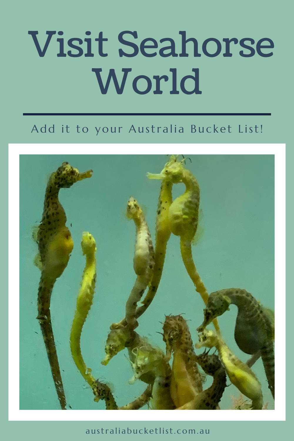Visit Seahorse World