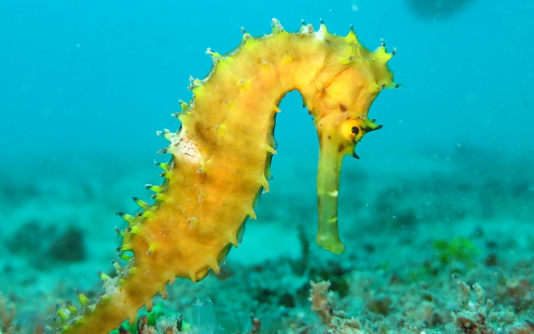 Visit Seahorse World Tasmania