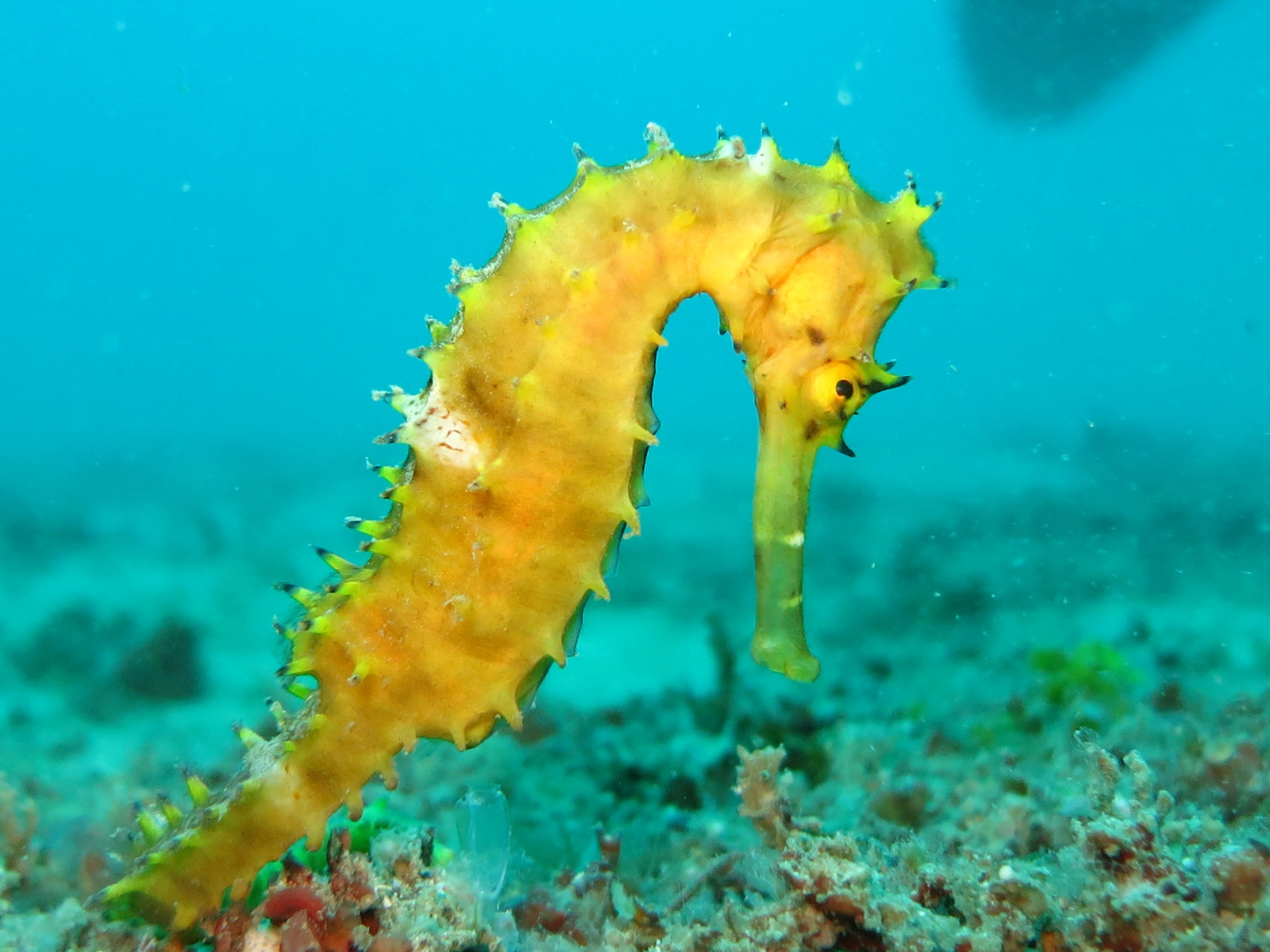 canva-yellow-seahorse-underwater-MADQ4lDgjwI yellow seahorse