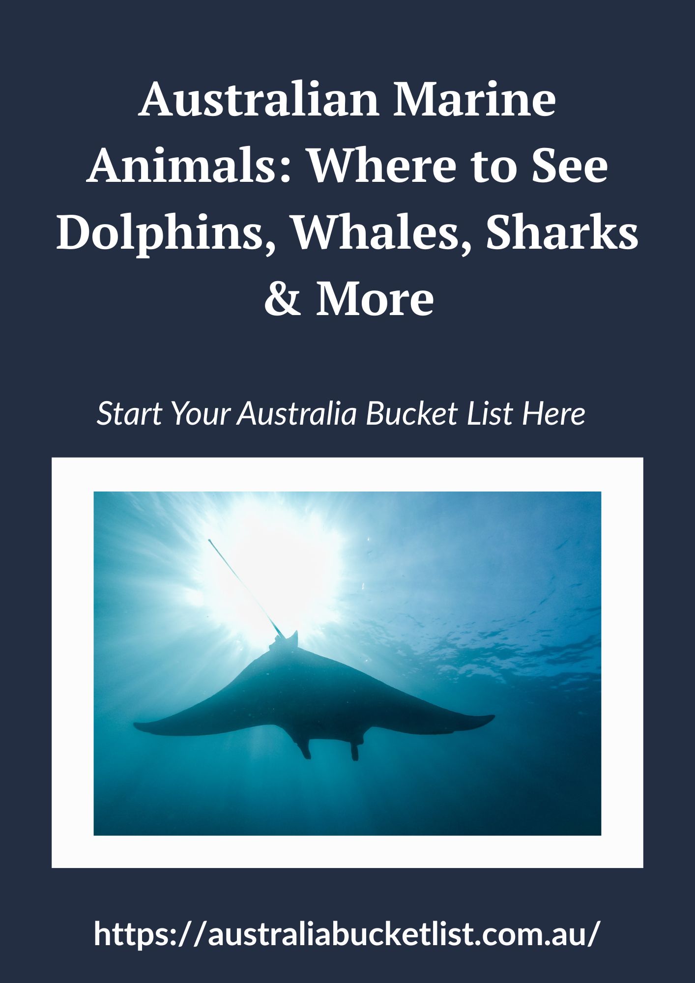 Australian Marine Animals: Where to See Dolphins, Whales, Sharks & More