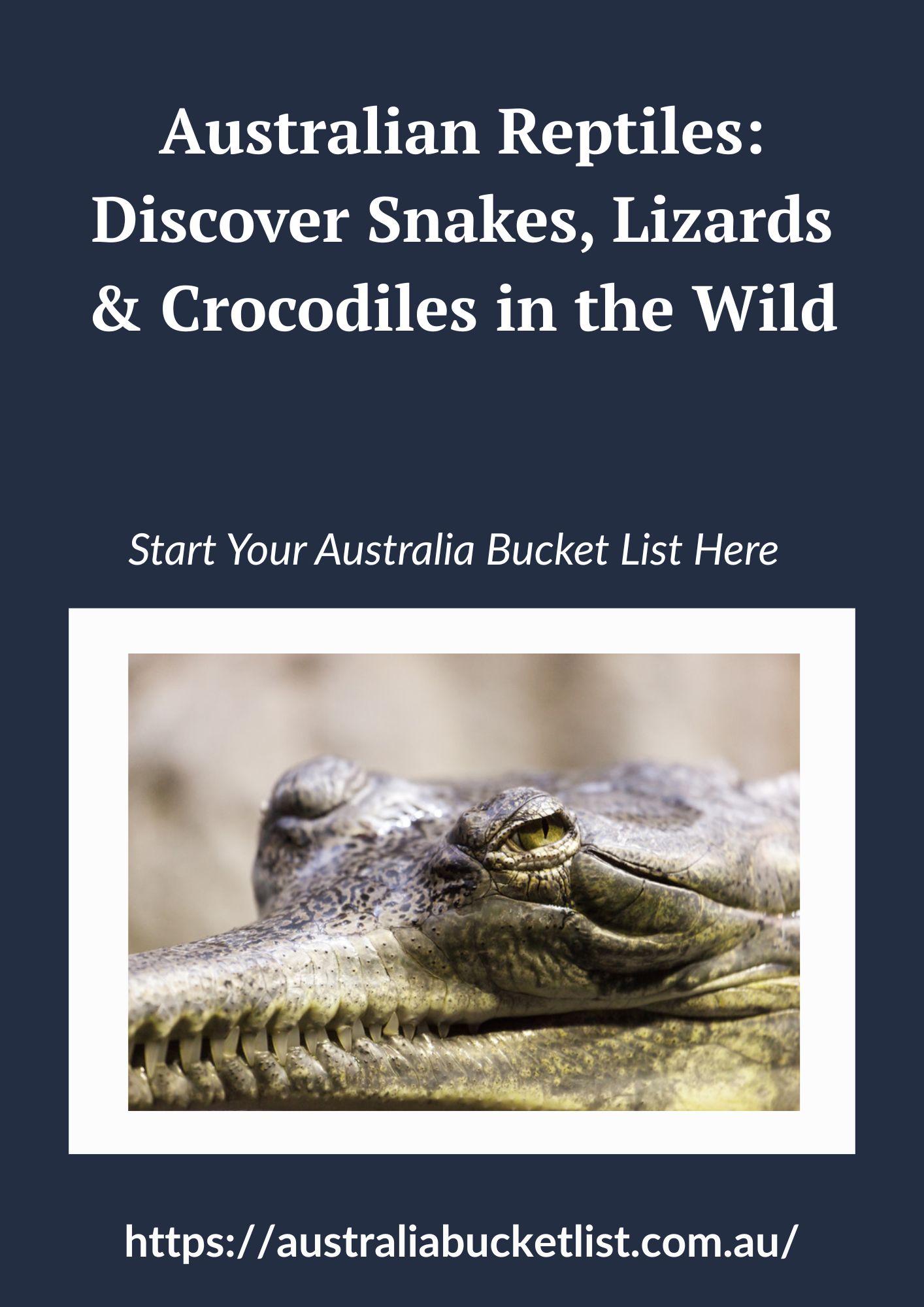 Australian Reptiles: Discover Snakes, Lizards & Crocodiles in the Wild