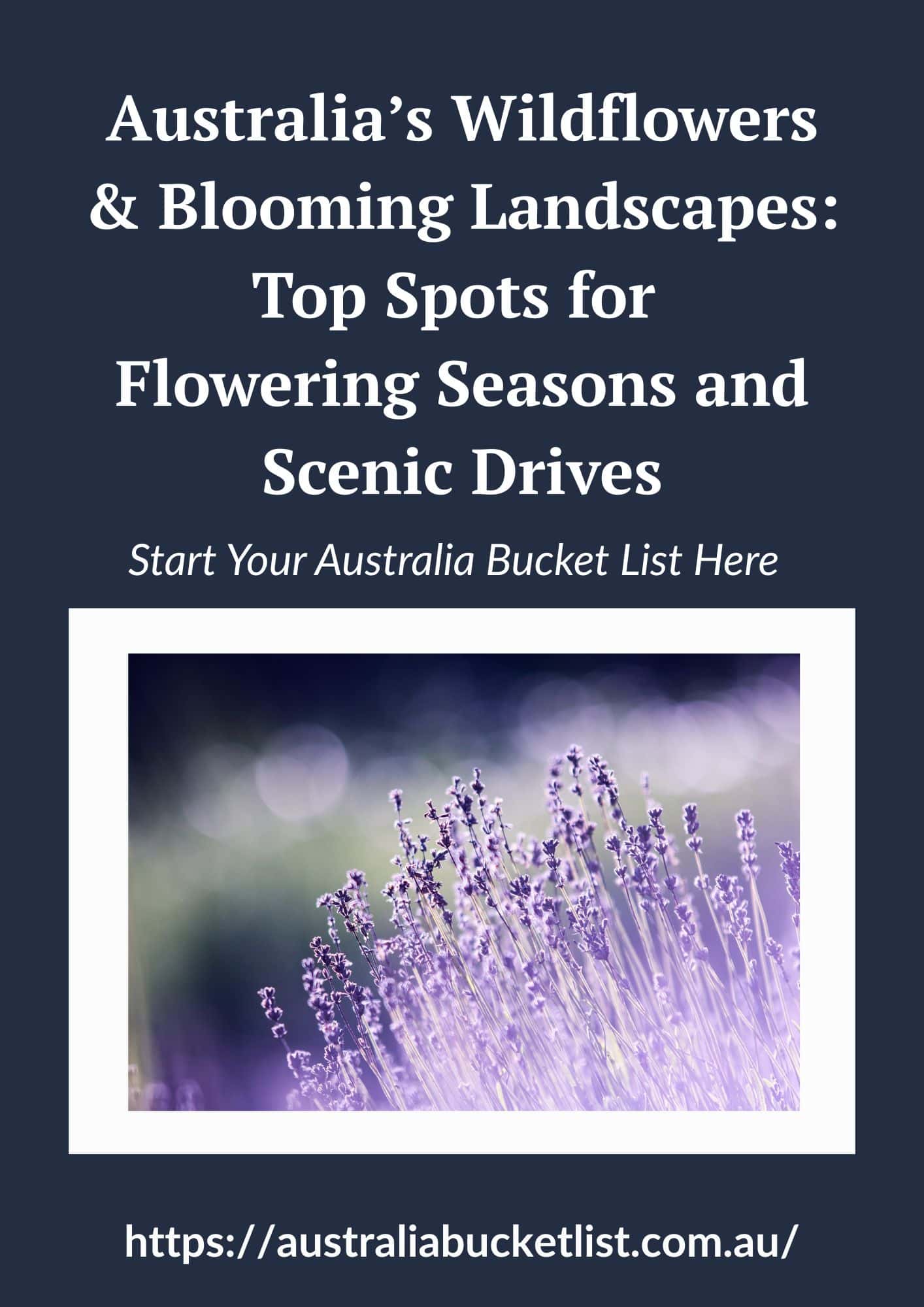 Australia’s Wildflowers & Blooming Landscapes: Top Spots for Flowering Seasons and Scenic Drives
