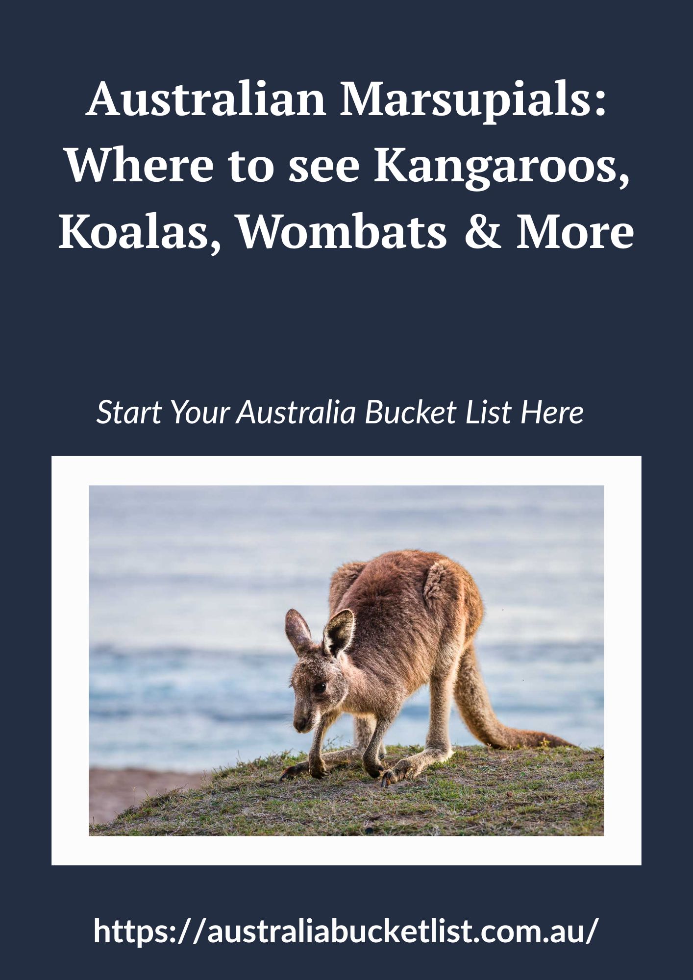 Australian Marsupials: Where to see Kangaroos, Koalas, Wombats & More