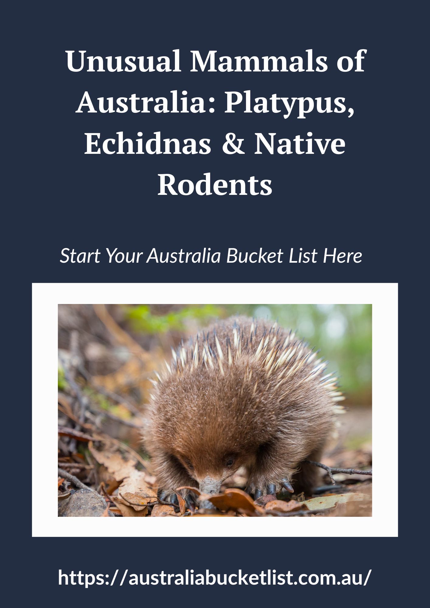 Unusual Mammals of Australia: Platypus, Echidnas & Native Rodents