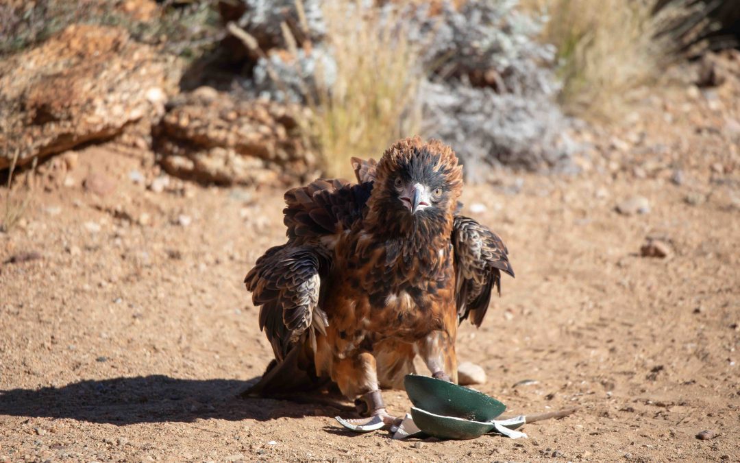 Alice Springs Desert Park: A Must-Visit in the Red Centre