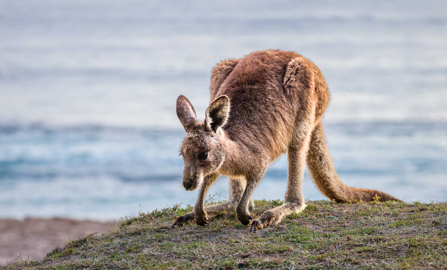 Australian Marsupials - Kangaroo ©Susan Gan Photography Australian Marsupials - Kangaroo ©Susan Gan Photography