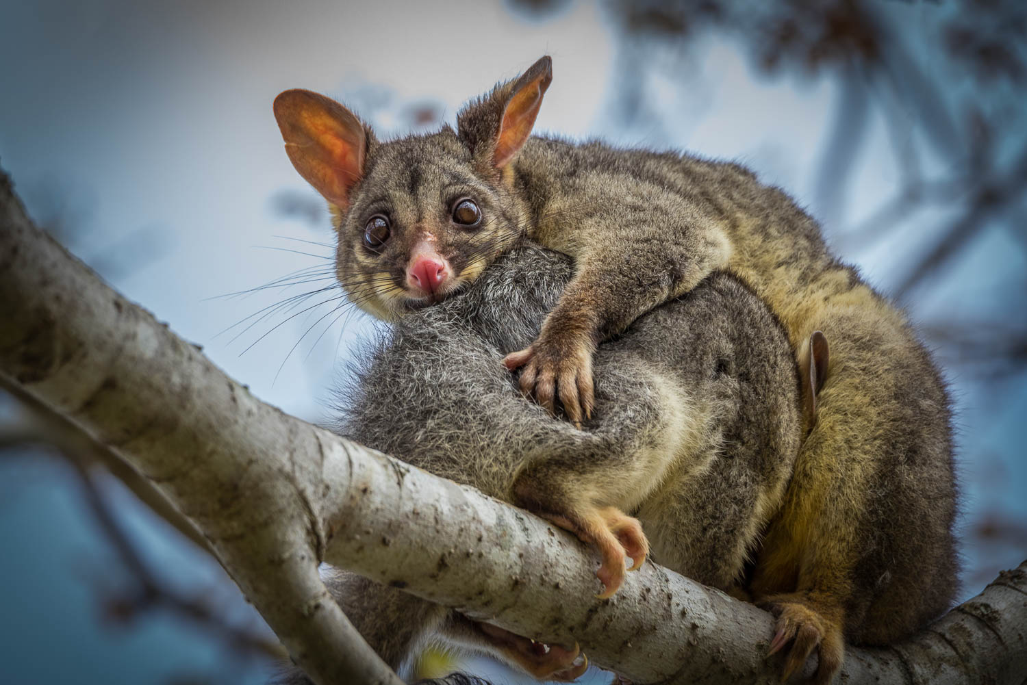 Australian Marsupials - Mother possum feedin gher joey ©Susan Gan Photography