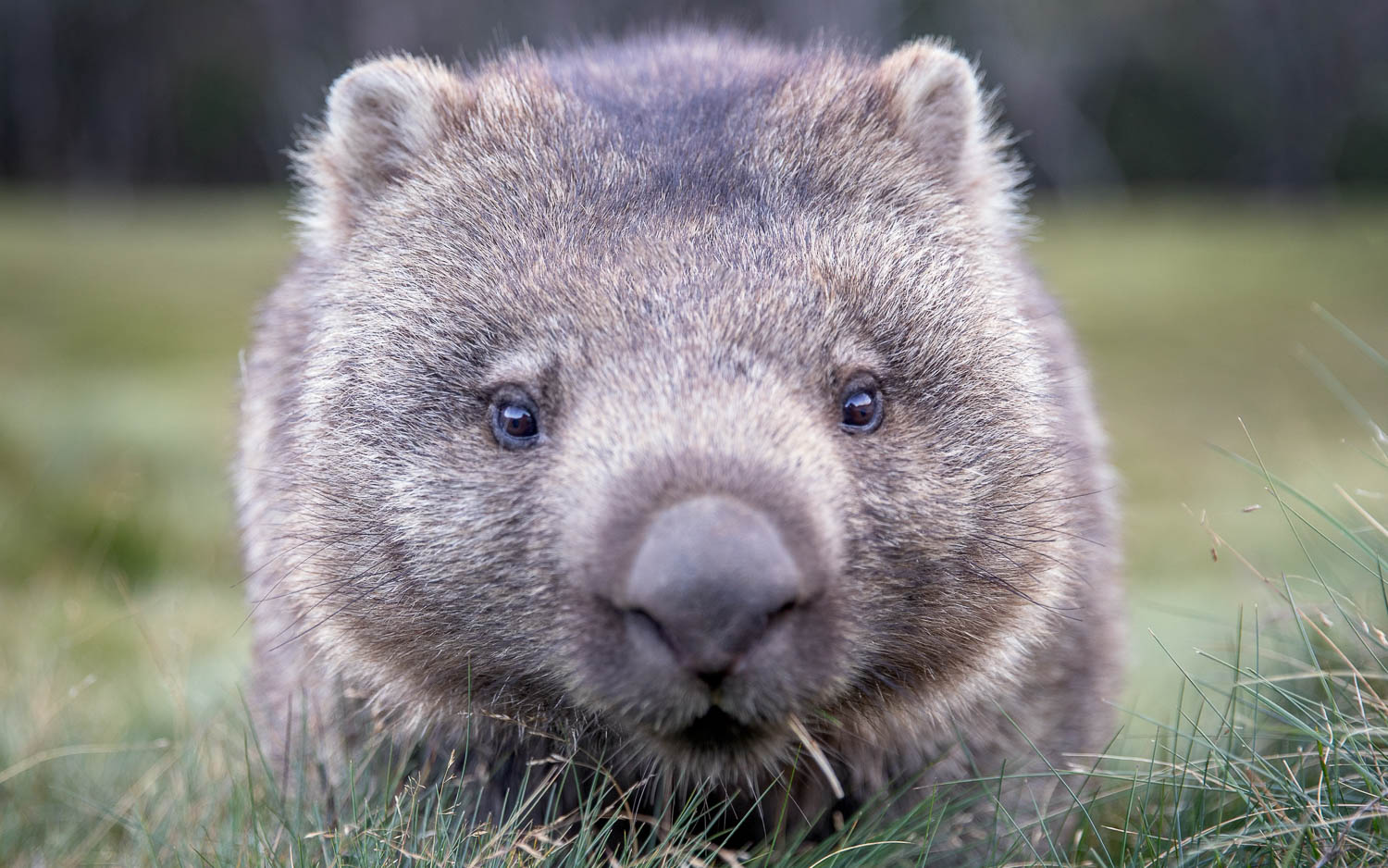 Australian Marsupials ©Susan Gan Photography-2 Australian Marsupials ©Susan Gan Photography