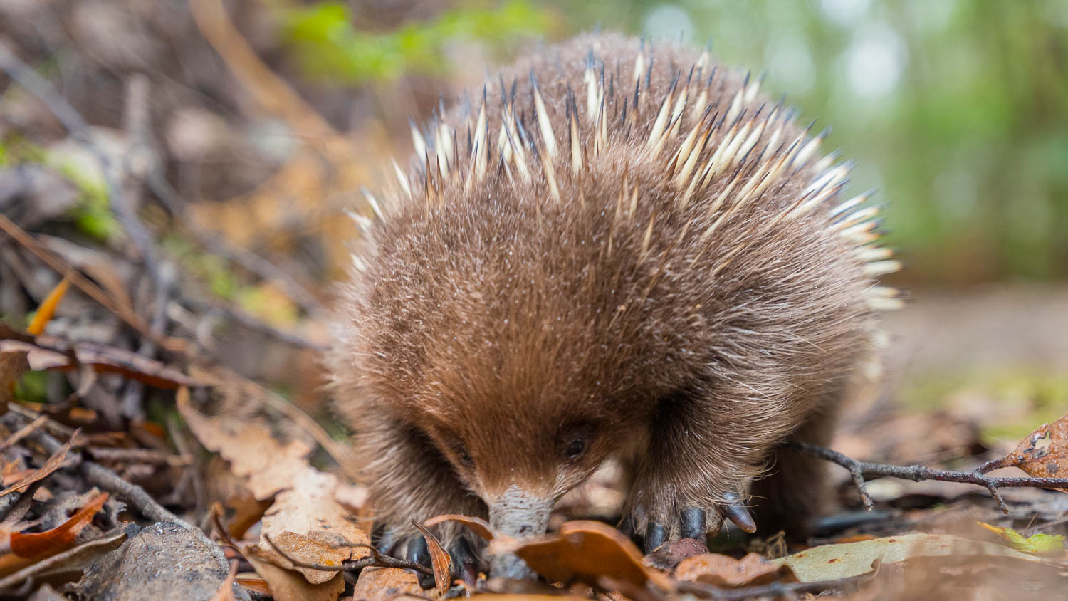 Australian Marsupials ©Susan Gan Photography-3 Australian Marsupials ©Susan Gan Photography