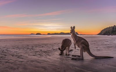 Where to see Kangaroos in Australia