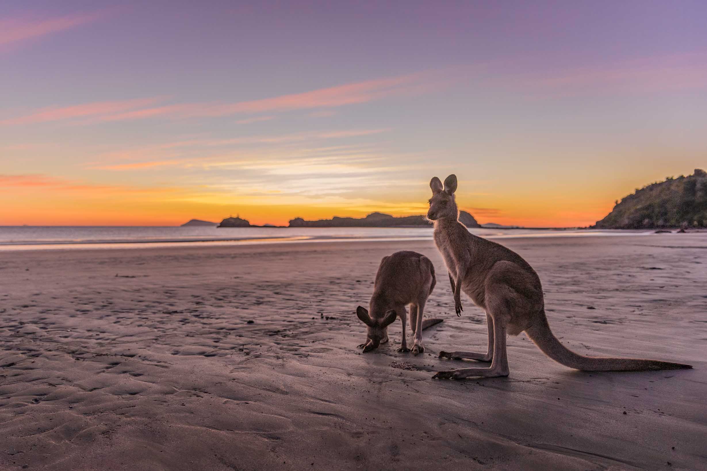 Where to see kangaroos in Australia - Cape Hillsboroughh ©Susan Gan Photography Where to see kangaroos in Australia - Cape Hillsborough