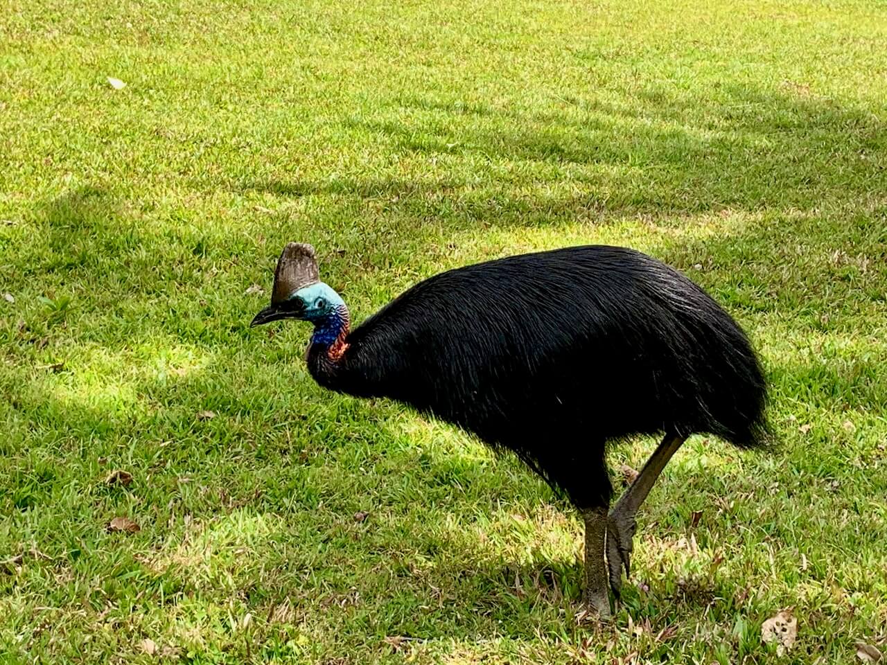 See Cassowary in the Wild at Etty Bay See Cassowary in the Wild at Etty Bay