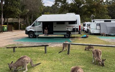 Camping with Kangaroos at Murramarang National Park