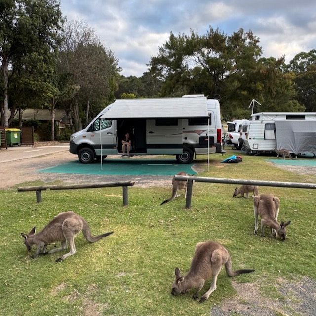 camping-with-kangaroos-murramarang camping-with-kangaroos-murramarang