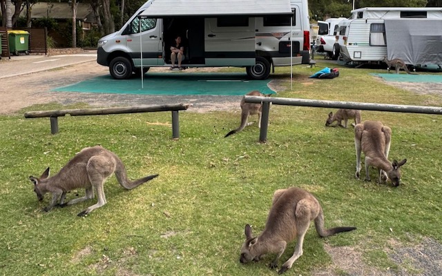 Camping with Kangaroos Camping with Kangaroos