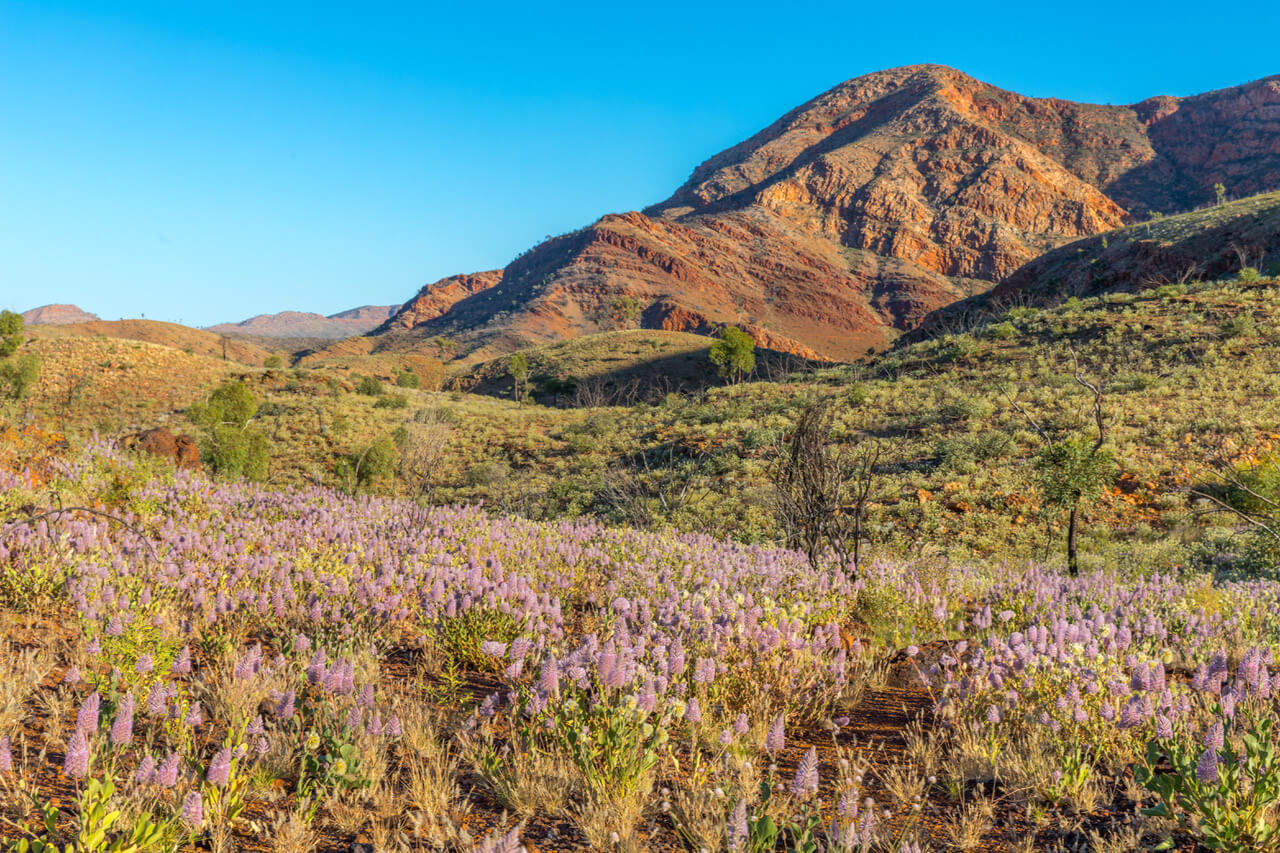 Ormiston Gorge, Tjoritja / West MacDonnell National Park ©Susan Gan Photography